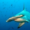 Hammerhead sharks are found in the Sea of Cortez