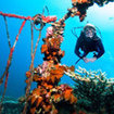 Explore the Liberty Wreck in Tulamben