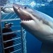 Dive with the great white sharks of South Australia