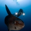 Sunfish enthral divers in Bali, Indonesia