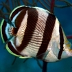 A banded butterflyfish of Belize