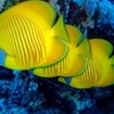 Endemic Red Sea butterflyfish