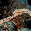 Nudibranchs at Habili Gaffar