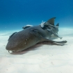 A nurse shark resting on the sand bank