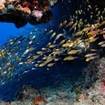 Sweepers in an overhang in the Southern Atolls