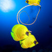 Butterflyfishes ar common in the Mu Koh Lanta National Park