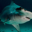 A close up of scalloped hammerhead shark