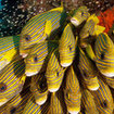 Ribbon sweetlips (Plectorhinchus) - South Penemu