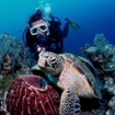 A green turtle at Sipadan Island, Malaysia