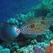 A scribbled file fish in the southern Red Sea