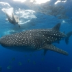 Whale sharks are sometimes encountered at Moalboal too