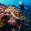 Cuttlefish at Richelieu Rock attract scuba divers