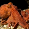 An octopus at  Lighthouse Reef