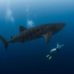 You can dive with whale sharks in Oslob