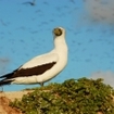 An Abbott's booby on a sand dune