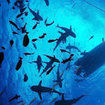 Grey reef sharks under a dive boat, Osprey Reef