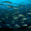 Apo Reef has huge schools of trevally