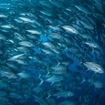 A massive school of bigeye trevally at the island