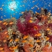 Anthias on a coral reef in St John's