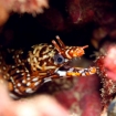 A dragon moray eel