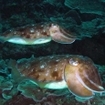 Cuttlefish at Racha Noi Island