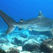 Tiger shark (Galeocerdo cuvier) in Darwin Island