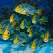 A school of Oriental sweetlips, Southern Maldives