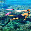 Tourist activities -  snorkelling at Tiran Island