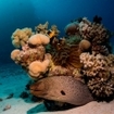 A giant moray eel at St. John's