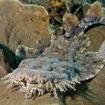 A wobbegong in Triton Bay