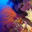 The spectacular walls of Tubbataha