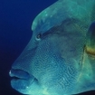 Napoleon wrasse are common at Mandolin Point