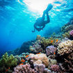 Enjoy the colourful corals of the Layang Layang dive sites