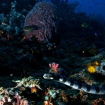 Sea snakes hunt in the natural park