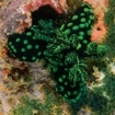 Nembrotha cristata nudibranchs