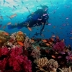 Diving in the south of Fiji