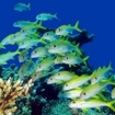 School of yellow goatfish, Gubal Island