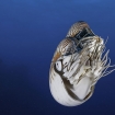 A rare Nautilus seen when diving here