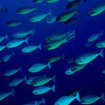 School of unicornfish in Komodo