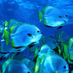 A school of batfish - Wrasse Strip