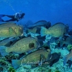 Diving with bumphead pattotfish