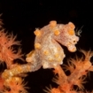 Pygmy seahorse at Pantai Parigi