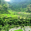 Beautiful rice terrace fields in Ubud