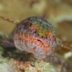 A lizardfish