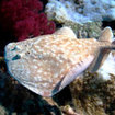 Torpedo ray at Giftun Island