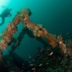 A scuba diver descends on to the wreck in Ambon Bay