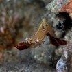 Longnose shrimp, Rhino City