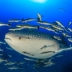 Whale sharks visit the Andaman Sea and the Gulf of Thailand