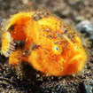 Juvenile hairy frogfish in Secret Bay