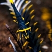 A crinoid shrimp at Batu Udang